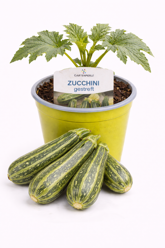 Zucchini gestreift 🥒 ertragreiche Gemüsepflanze (10,5 cm Topf)