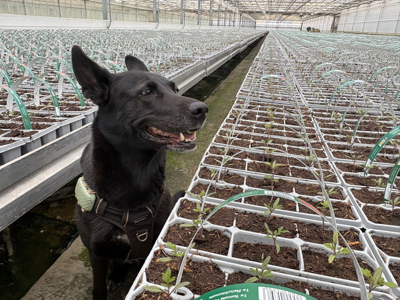 Schwarzer Hund in einem Gewächshaus zwischen Saatgut-Tischen mit jungen Pflanzen.