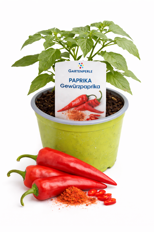 Gewürzpaprika 🫑 aromatische Paprikapflanze zum Trocknen & Würzen (10,5 cm Topf)
