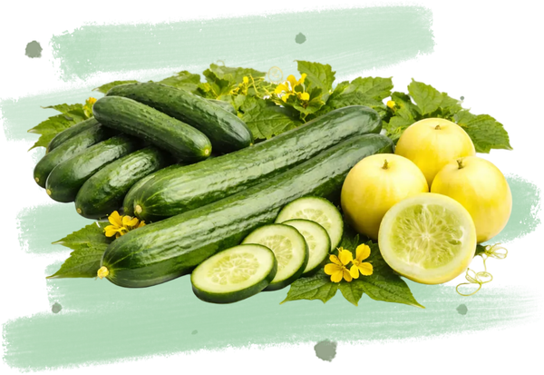 Frische Gurken mit aufgeschnittenen Scheiben und gelben Blüten auf grünem Hintergrund.