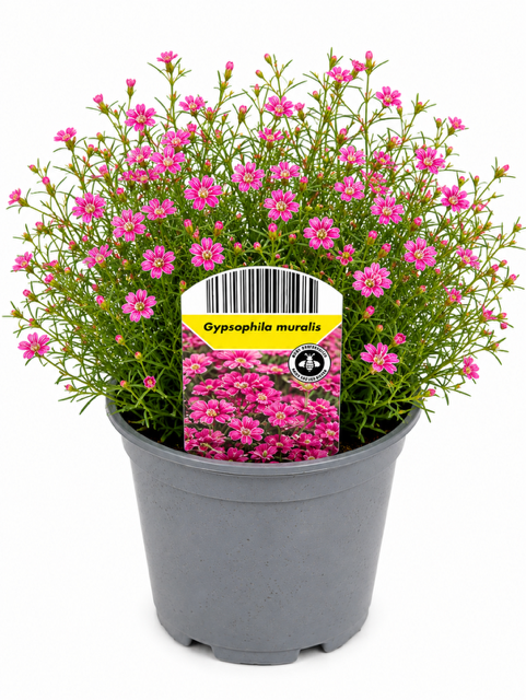 12er Set Bienenfreundliche Stauden für Garten und Balkon | Winterhart & Blühfreudig