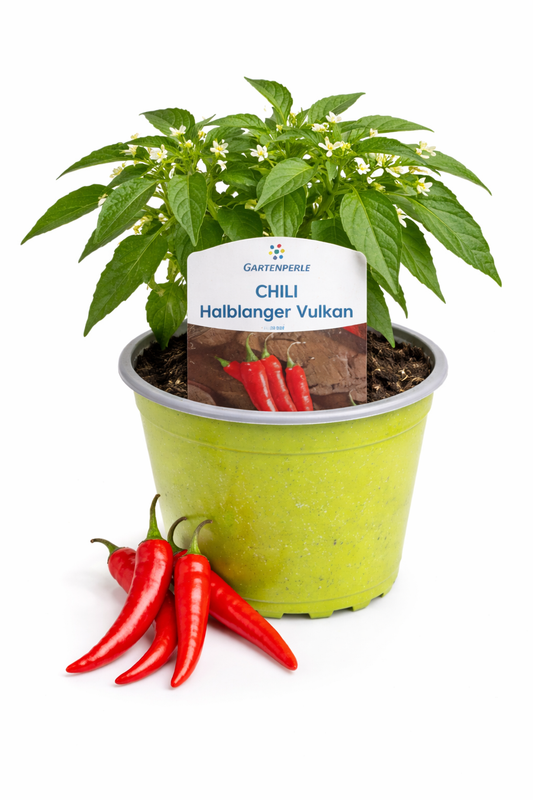 Chili „Halblanger Vulkan“ 🌶️ scharf & ertragreich (10,5 cm Topf)