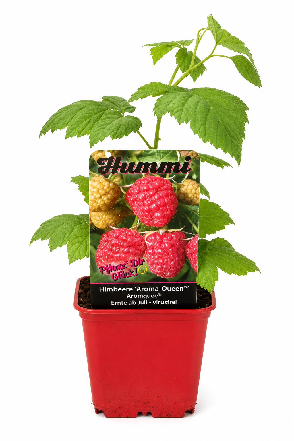 Himbeere 'Aroma-Queen' – aromatische Sommerhimbeere