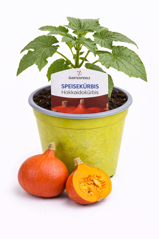 Hokkaidokürbis 🎃 ertragreiche Speisekürbis-Pflanze (10,5 cm Topf)