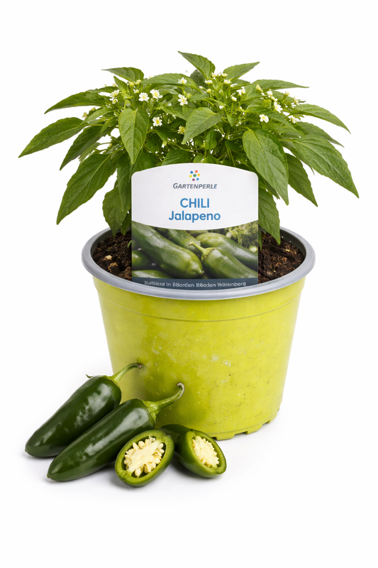Jalapeño Chili Pflanze 🌶️ würzig & ertragreich (10,5 cm Topf)
