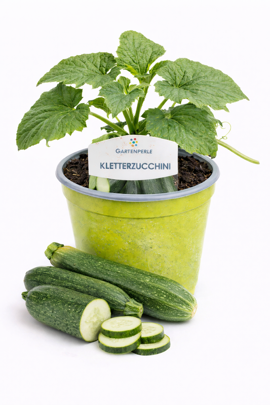 Kletterzucchini 🥒 platzsparende, ertragreiche Zucchinipflanze (10,5 cm Topf)