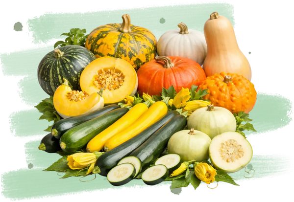 Verschiedene Kürbis- und Zucchinisorten, teilweise aufgeschnitten.