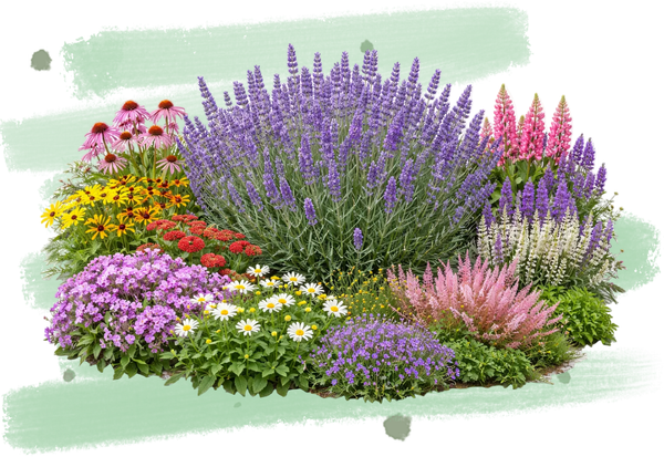 Blühender Lavendel umgeben von bunten Staudenpflanzen.