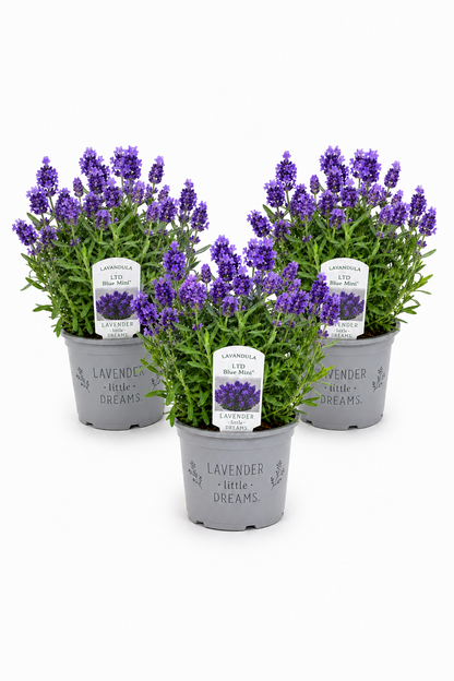 Lavendel 3er Set - Blaue Blüte T10,5