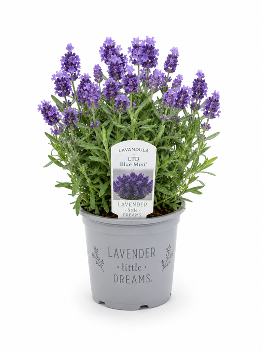Lavendel 3er Set 🌿 Bienenfreundlich, winterhart & stark duftend