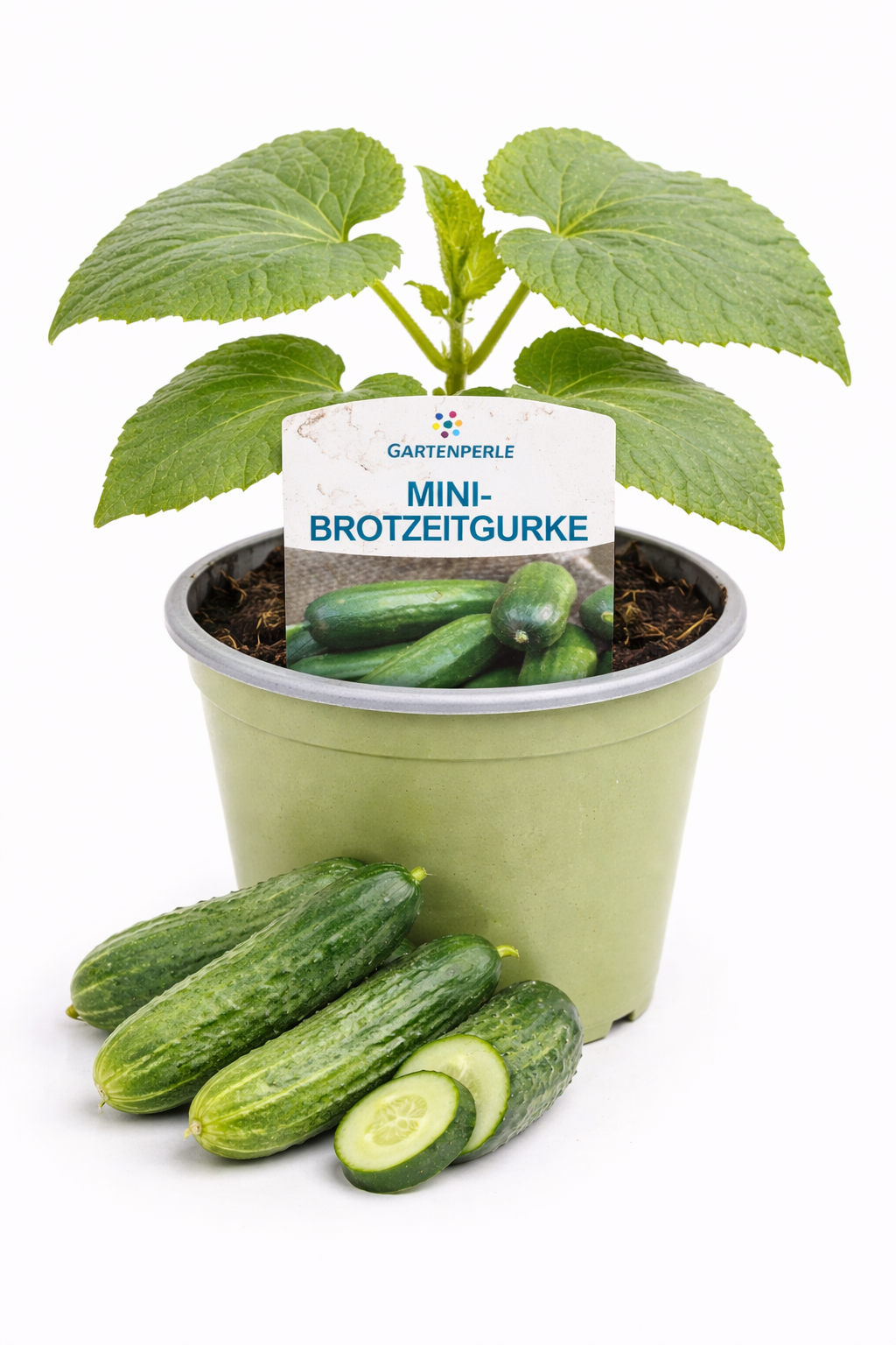 Mini Snackgurke Pflanze 🥒 für Balkon & Garten (10,5 cm Topf)