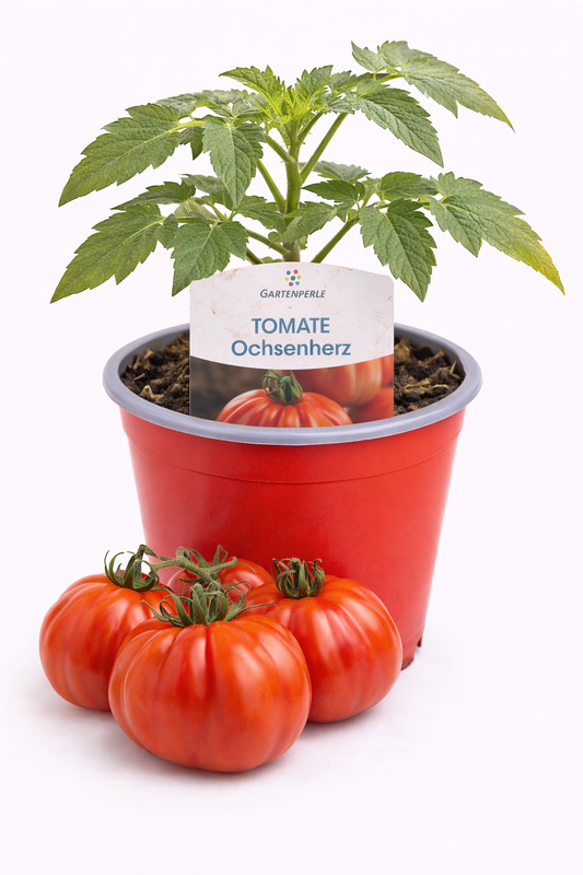 Tomatenpflanze Ochsenherz 🍅 große aromatische Fleischtomate (10,5 cm Topf)