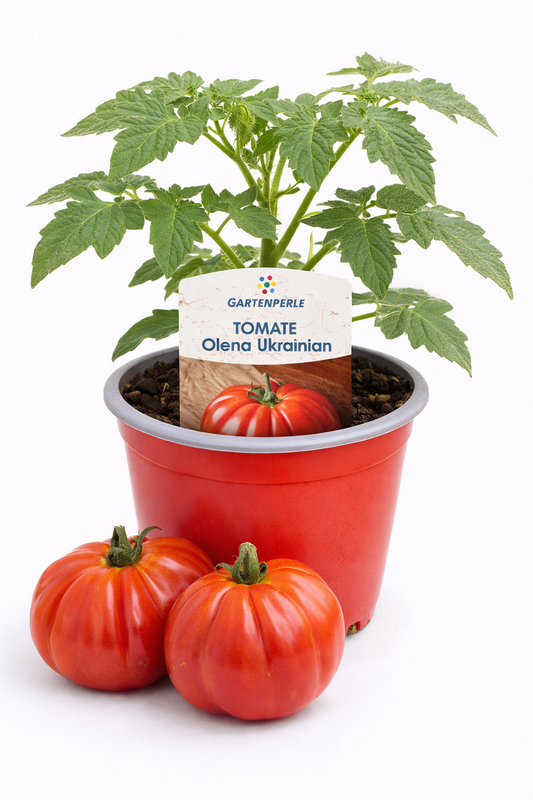 Fleischtomate 🍅 Olena Ukrainian (10,5 cm Topf)