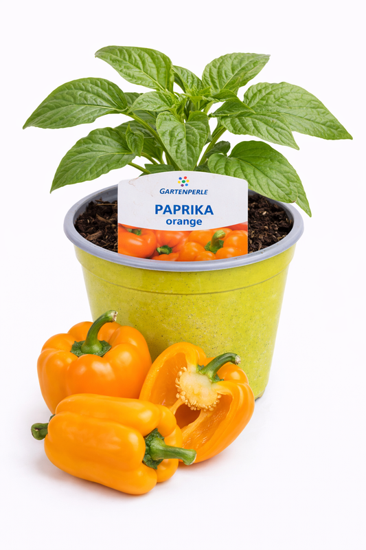 Paprika Pflanze orange 🫑 süß & knackig (10,5 cm Topf)