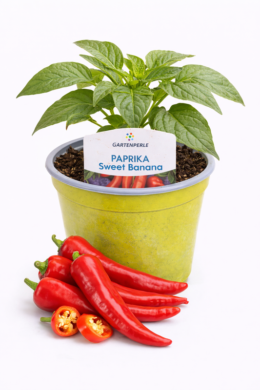 „Sweet Banana“ 🫑 milde, längliche Snackpaprika (10,5 cm Topf)