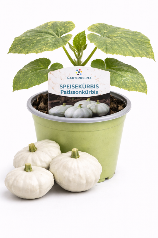 Patissonkürbis 🎃 Pflanze für Garten & Hochbeet (10,5 cm Topf)