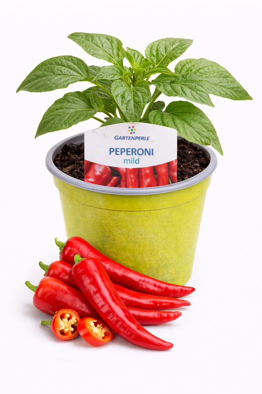 Peperoni Pflanze mild 🌶️ aromatisch & ertragreich (10,5 cm Topf)