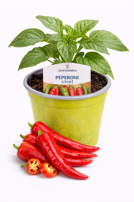 Peperoni Pflanze scharf 🌶️ würzig & ertragreich (10,5 cm Topf)