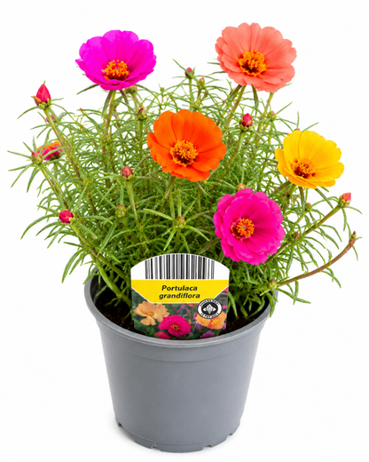 12er Set Bienenfreundliche Stauden für Garten und Balkon | Winterhart & Blühfreudig