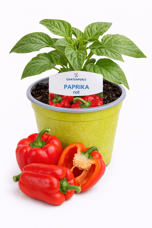 Paprika Pflanze rot 🫑 süß & knackig (10,5 cm Topf)
