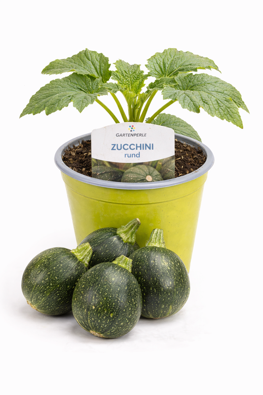 Zucchini rund 🥒 dekorative, ertragreiche Gemüsepflanze (10,5 cm Topf)