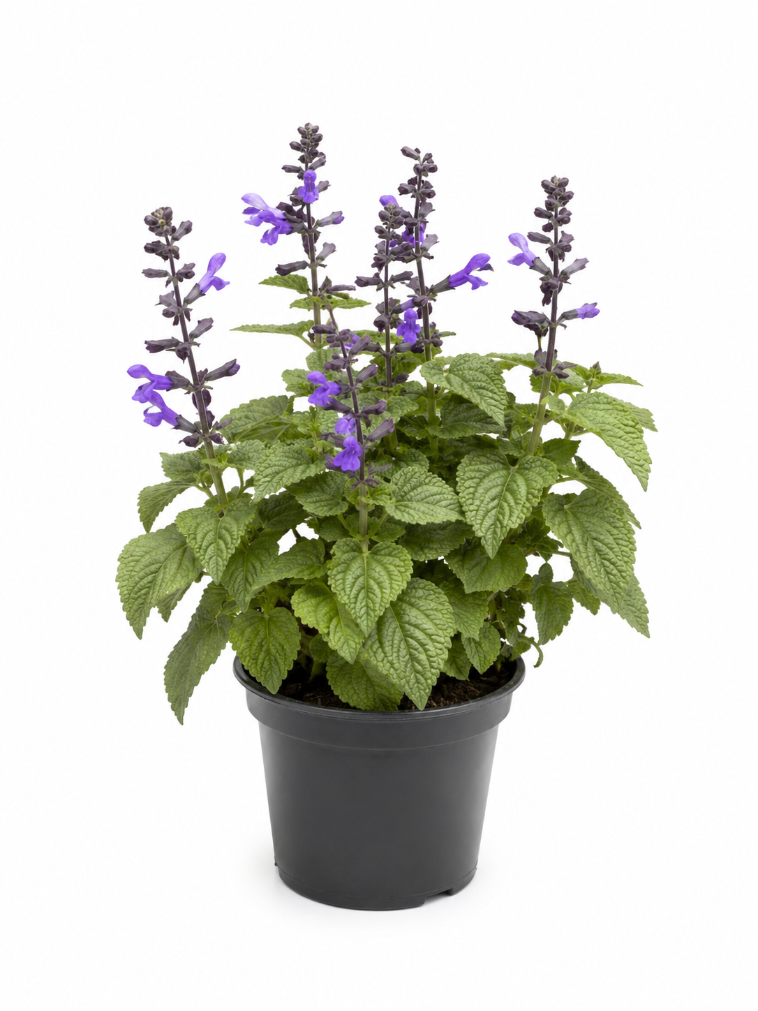 Salvia Salgoon Hellblau – Winterharte Blütenstaude | Bienenfreundlich | Für Beet, Balkon & Kübel