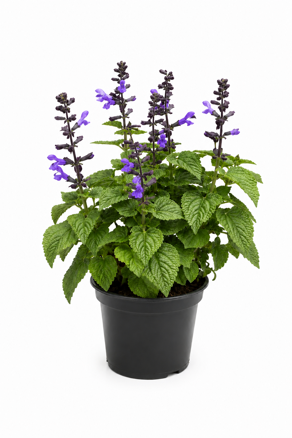 Salvia Salgoon Hellblau T12