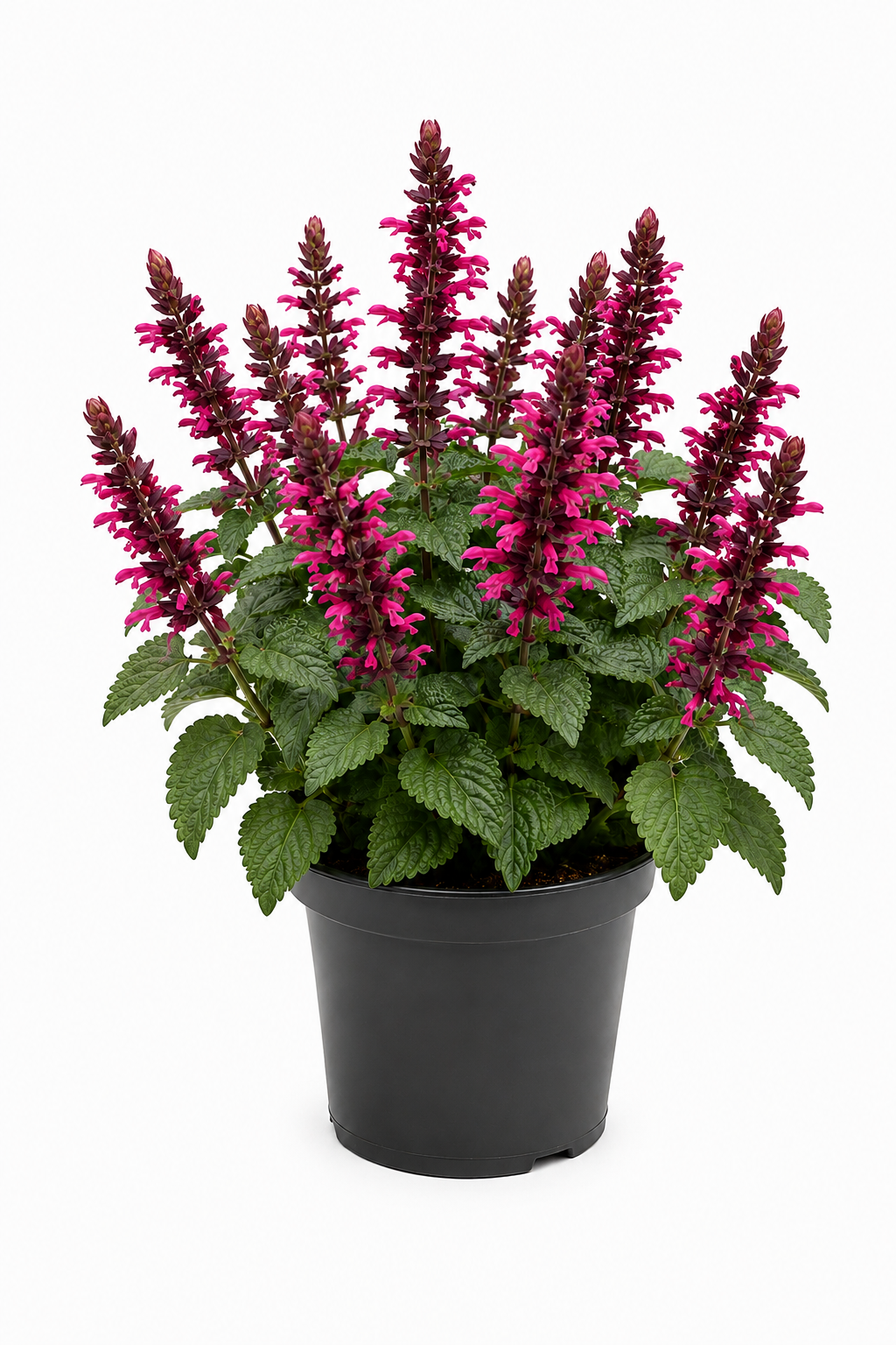 Salvia Salgoon Rosa Blüte - T12