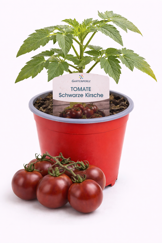 Cocktailtomate "Schwarze Kirsche" 🍅 aromatisch, dunkelrot (10,5 cm Topf)