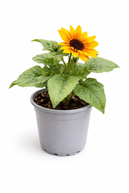 Sonnenblume im Topf 🌻 strahlend & bienenfreundlich