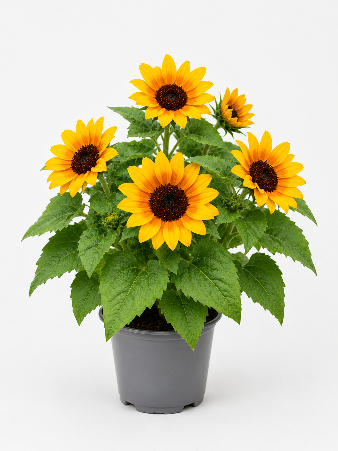3er Set Sonnenblume im Topf 🌻 strahlend & bienenfreundlich, Sehr viele Blüten