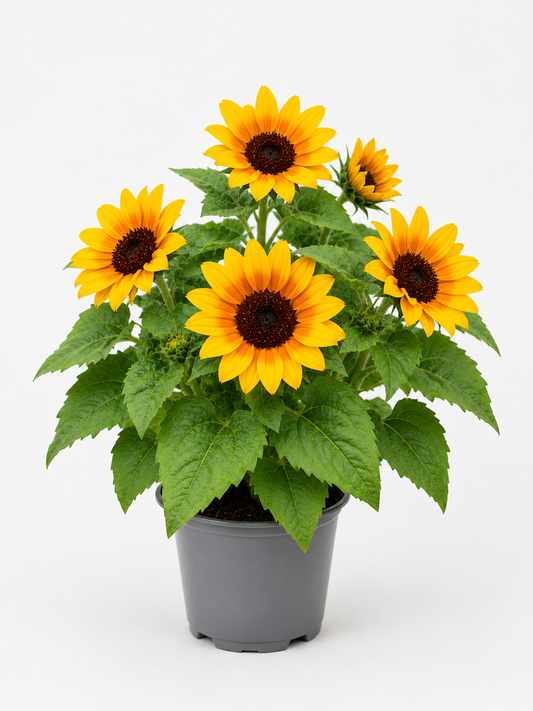 3er Set Sonnenblume im Topf 🌻 strahlend & bienenfreundlich, Sehr viele Blüten