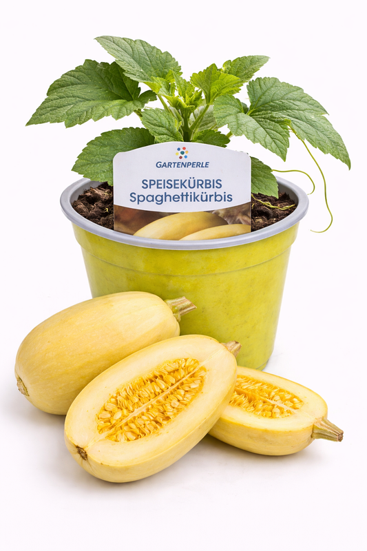 Spaghettikürbis 🎃 besondere Speisekürbis-Pflanze (10,5 cm Topf)