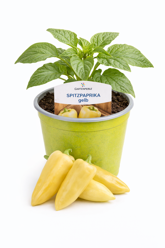 Spitzpaprika Pflanze gelb 🫑 süß & aromatisch (10,5 cm Topf)