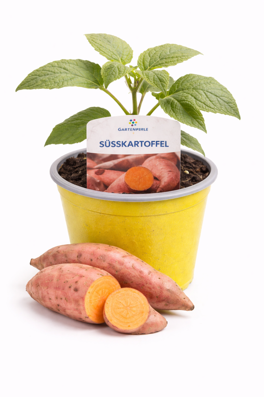Süßkartoffel Pflanze 🍠 ertragreich & gesund (10,5 cm Topf)