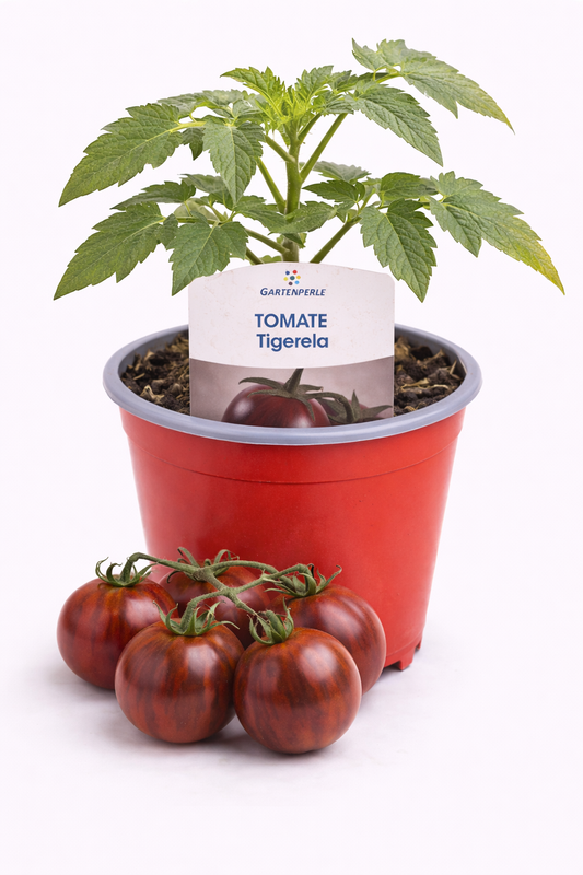 Cocktailtomate „Tigerella“ 🍅 gestreift & aromatisch (10,5 cm Topf)