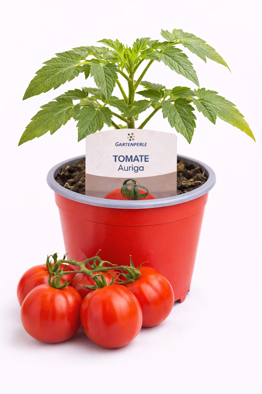 Freilandtomate „Auriga“ 🍅 früh & aromatisch (10,5 cm Topf)