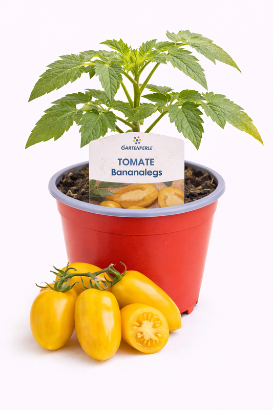 Cocktailtomate „Bananalegs“ 🍅 gelb & länglich (10,5 cm Topf)