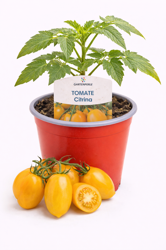 Cocktailtomate „Citrina“ 🍅 gelb & zitronenförmig (10,5 cm Topf)