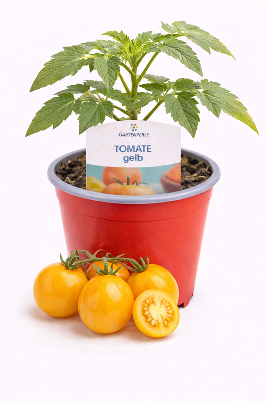 Cocktailtomate gelb 🍅 mild & aromatisch (10,5 cm Topf)