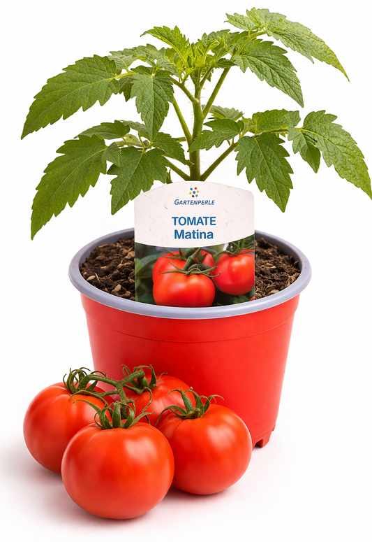 Tomatenpflanze "Matina" 🍅 früh & ertragreich (10,5 cm Topf)