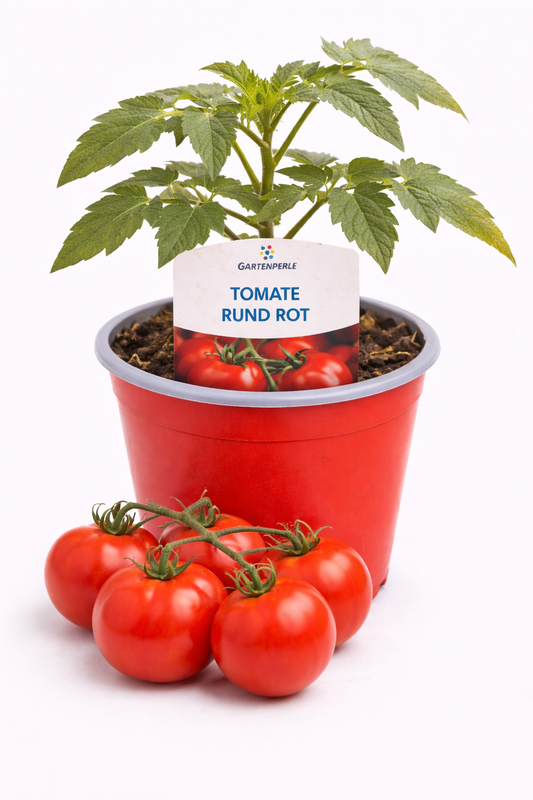 Tomatenpflanze Rund rot 🍅 ertragreiche Klassiker-Sorte (10,5 cm Topf)