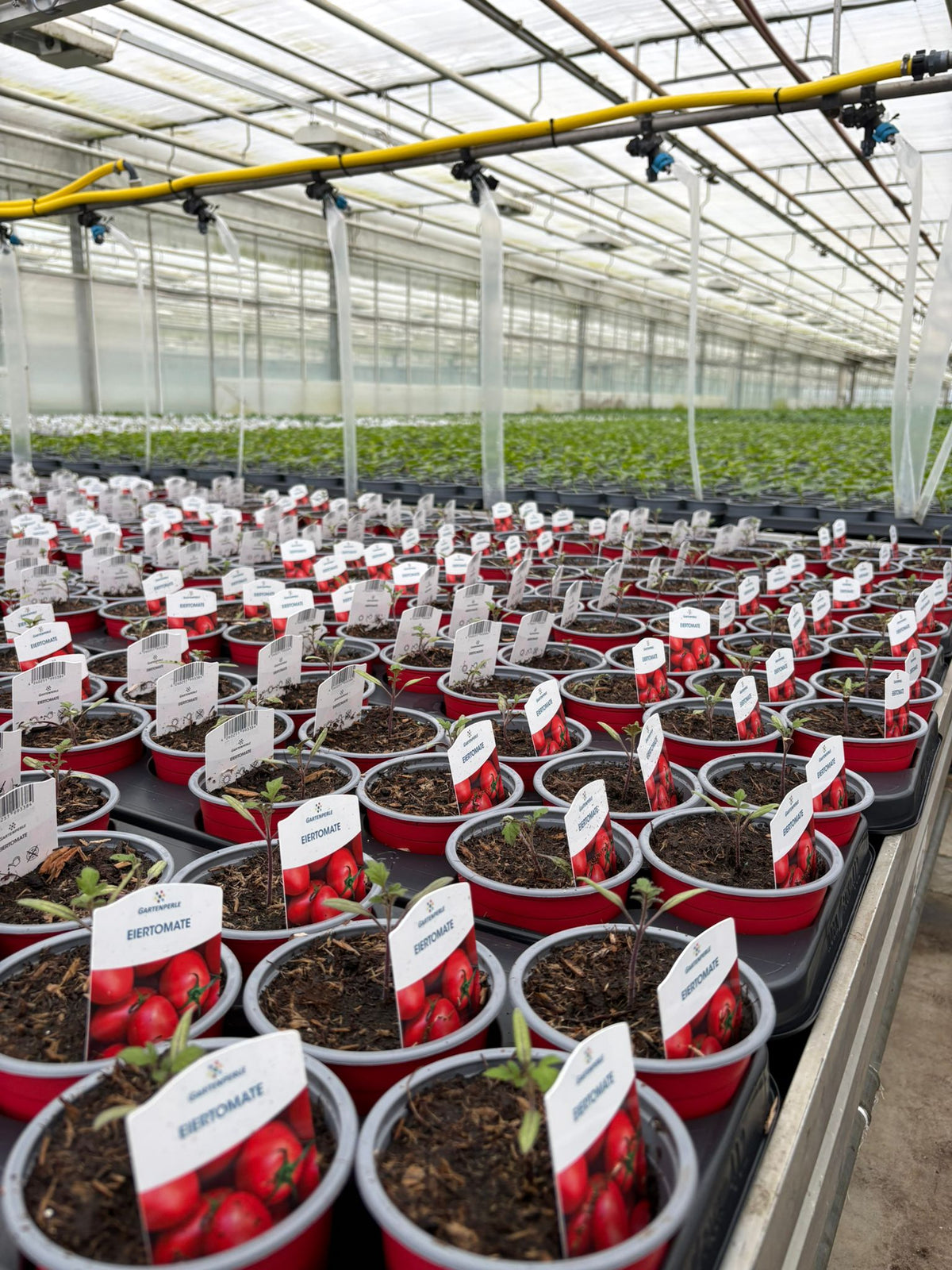 Reihen von Tomatenjungpflanzen in Töpfen im Gewächshaus, Pflanzetiketten mit Aufdruck „EIERTOMATE“.
