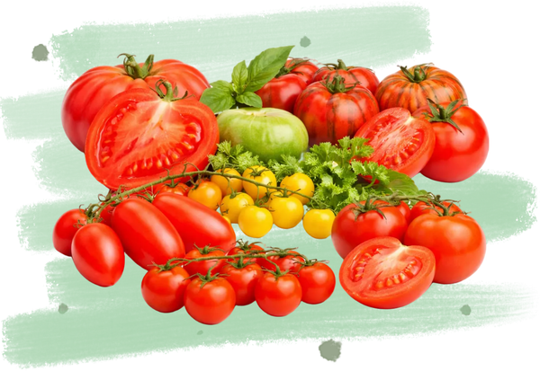 Verschiedene Tomatensorten, ganz und aufgeschnitten, dekorativ arrangiert.