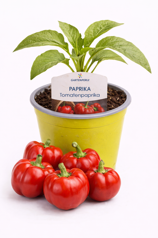 Tomatenpaprika 🍅 aromatische, fleischige Paprika (10,5 cm Topf)