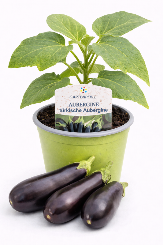 Türkische Aubergine 🍆 Jungpflanze für Garten & Balkon (10,5 cm Topf)