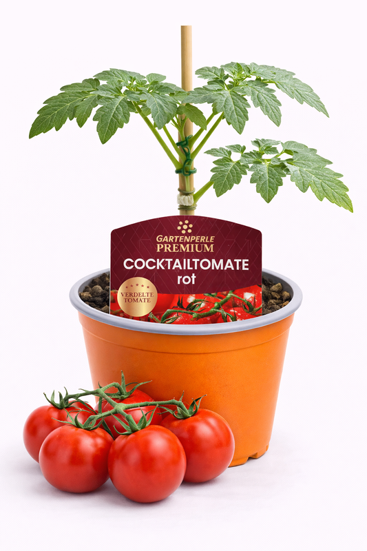 Veredelte Cocktailtomate rot 🍅 ertragreiche Premium Pflanze