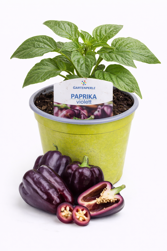 Paprika Pflanze violett 🫑💜 selten & süß (10,5 cm Topf)