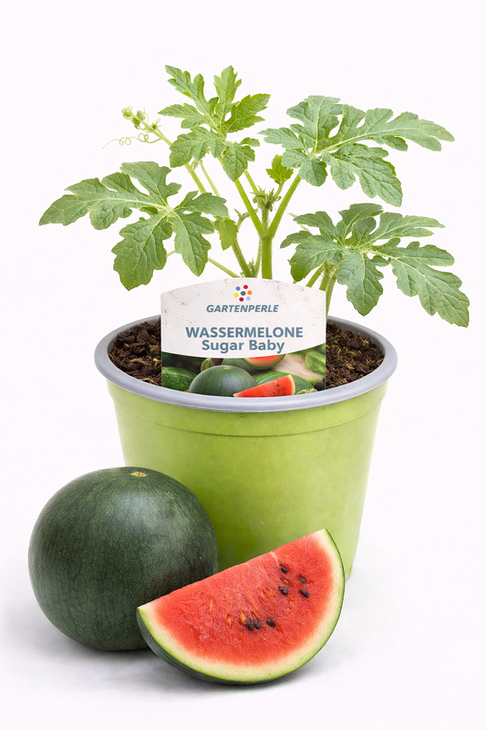 Wassermelone „Sugar Baby“ 🍉 süße Mini-Melone für Garten & Balkon (10,5 cm Topf)
