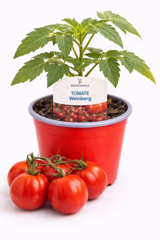 Tomate „Weinberg“ 🍅 aromatische Freilandtomate (10,5 cm Topf)